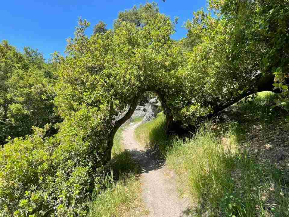 The lush trail up Cerro San Luis Obispo or Madonna Mountain.