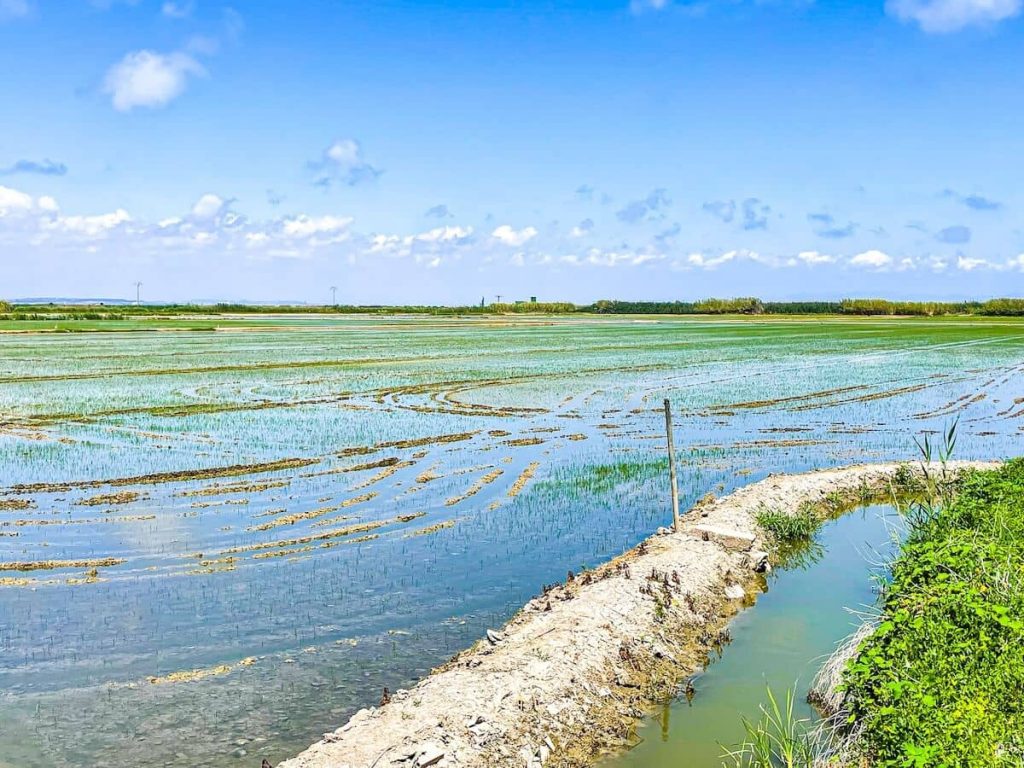 A view of the rice paddy fields in Albufera Natural Park.